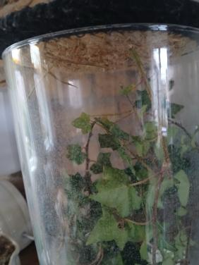 Baby wandelende takjes(nimfen)