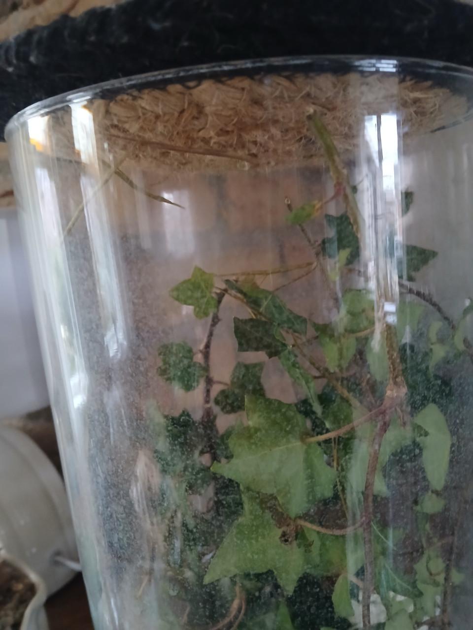 Baby wandelende takjes(nimfen)