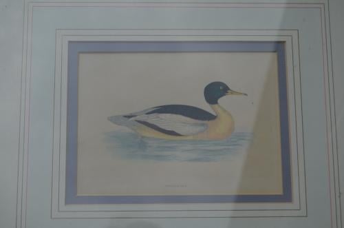 Fraaie handgekleurde litho 'Goosander' (Grote Zaagbek) 1868