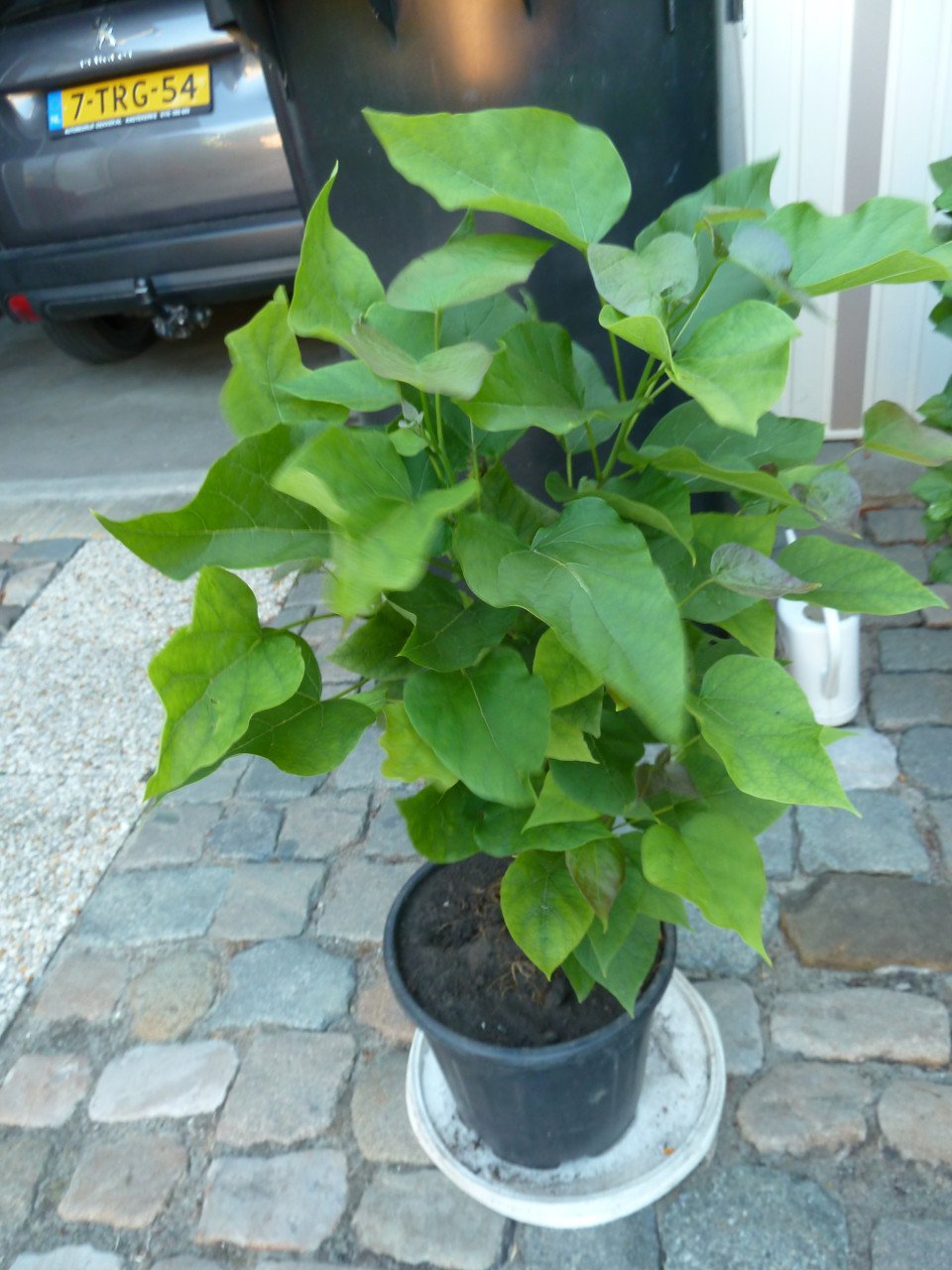 BOLBOOMPJE CALPATA