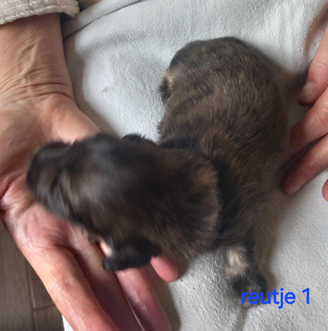 Langhaar teckel puppies