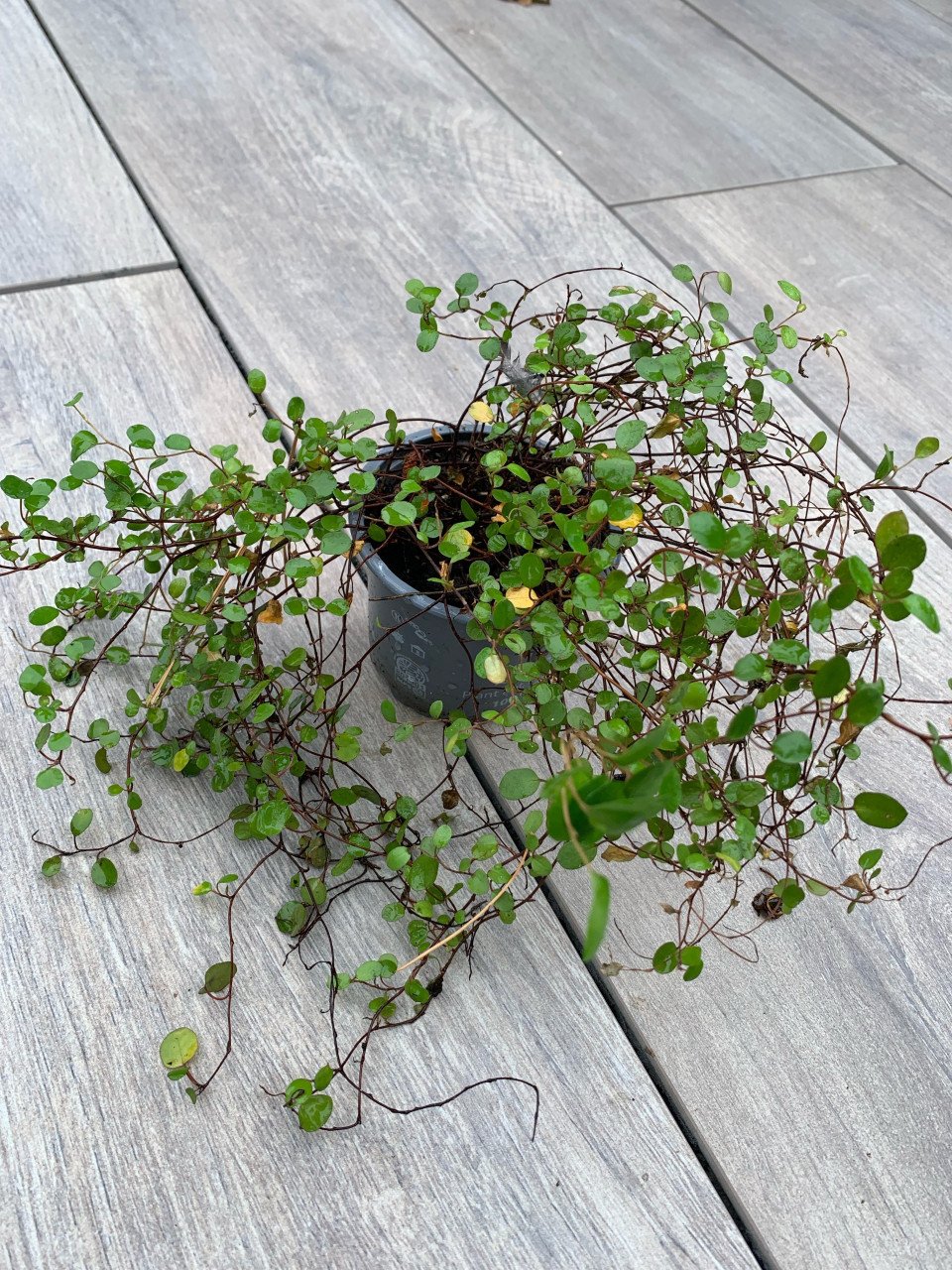 Planten te koop Japanse esdoorn Bamboe