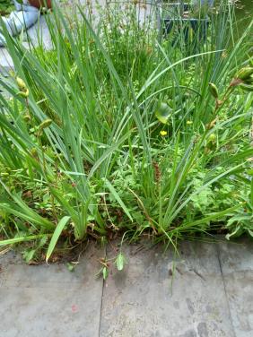 Moerasplanten gratis af te halen