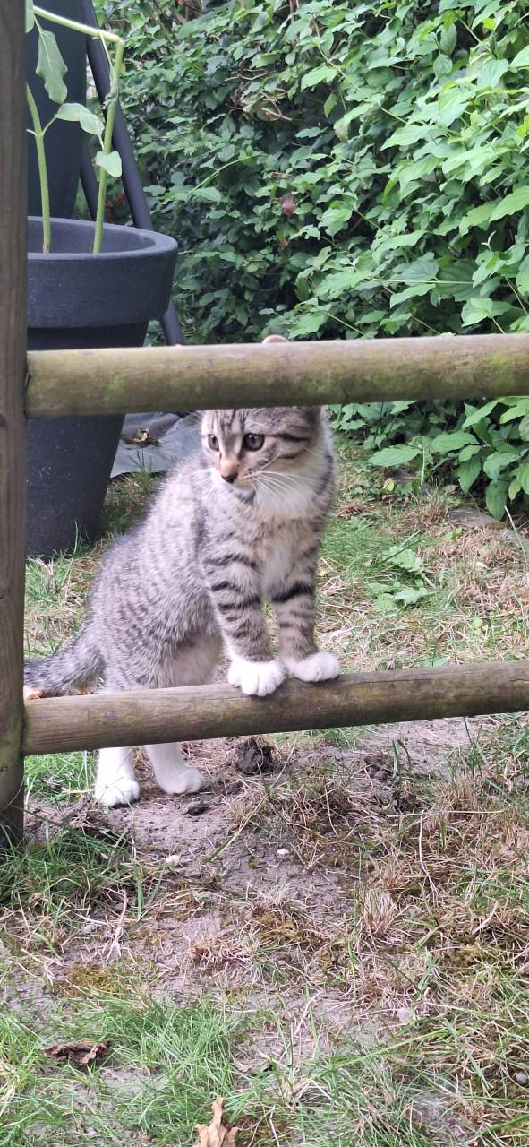 Kittens