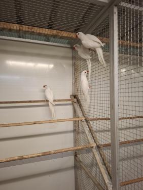 Witte halsbandparkieten