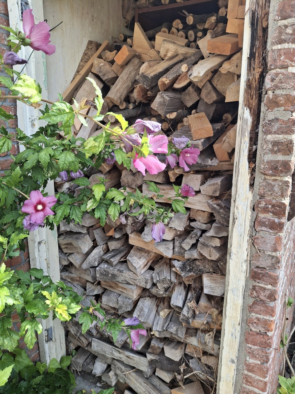 Openhaardhout