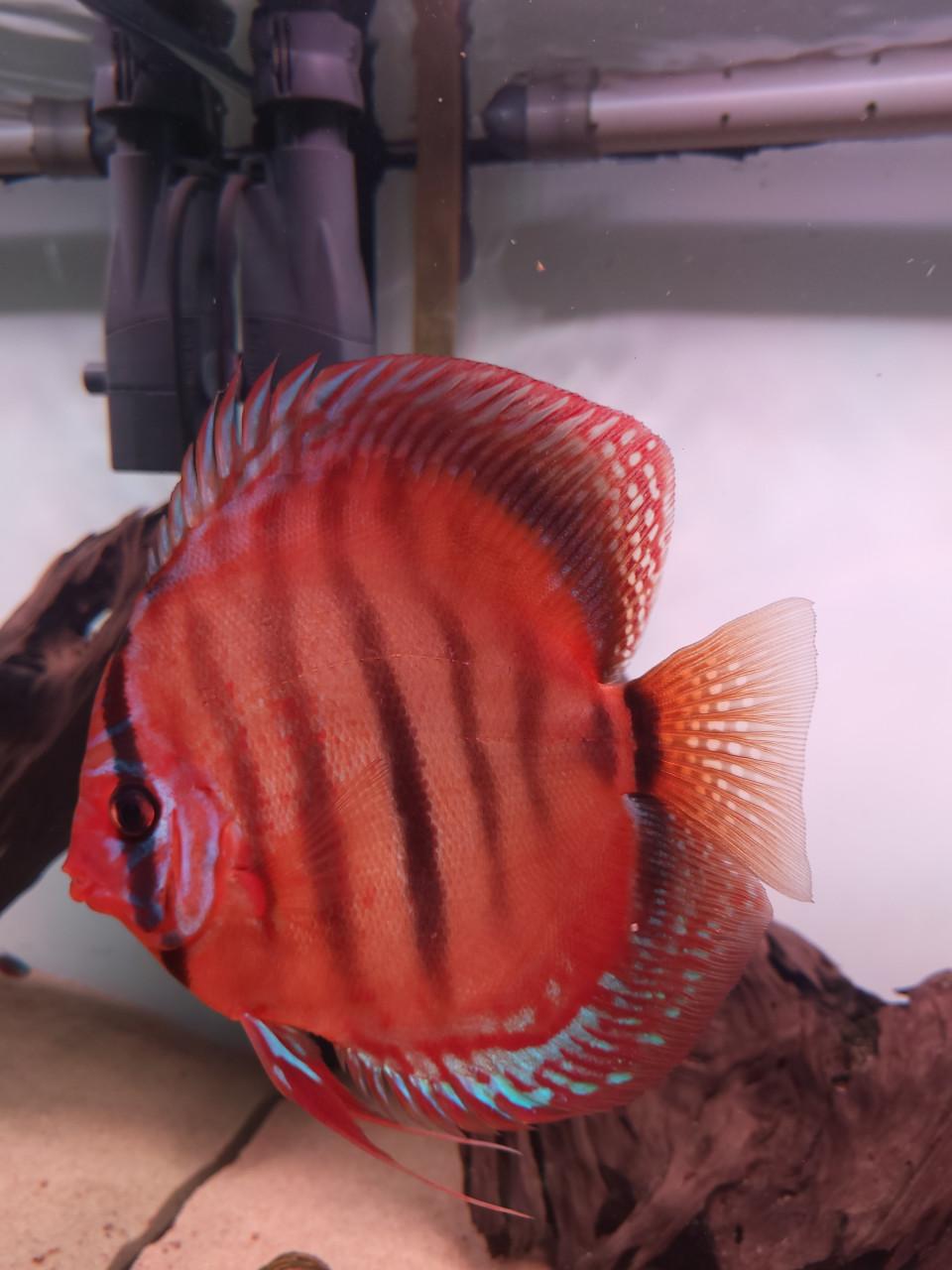Discusvis