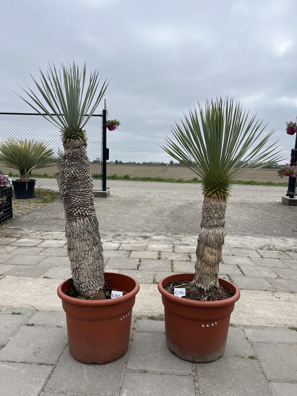 Yucca rostrata’s