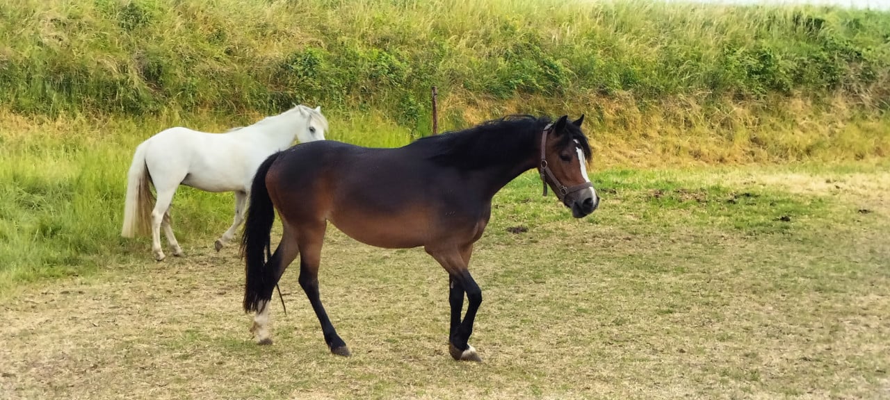 3 jarige Welsh merrie