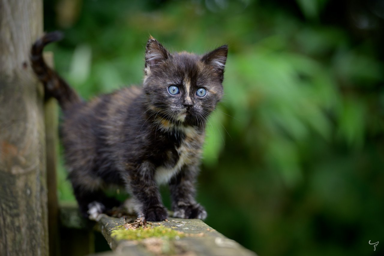Prachtige, lieve en erg tamme kittens