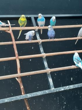 Diverse kleuren jonge grasparkieten