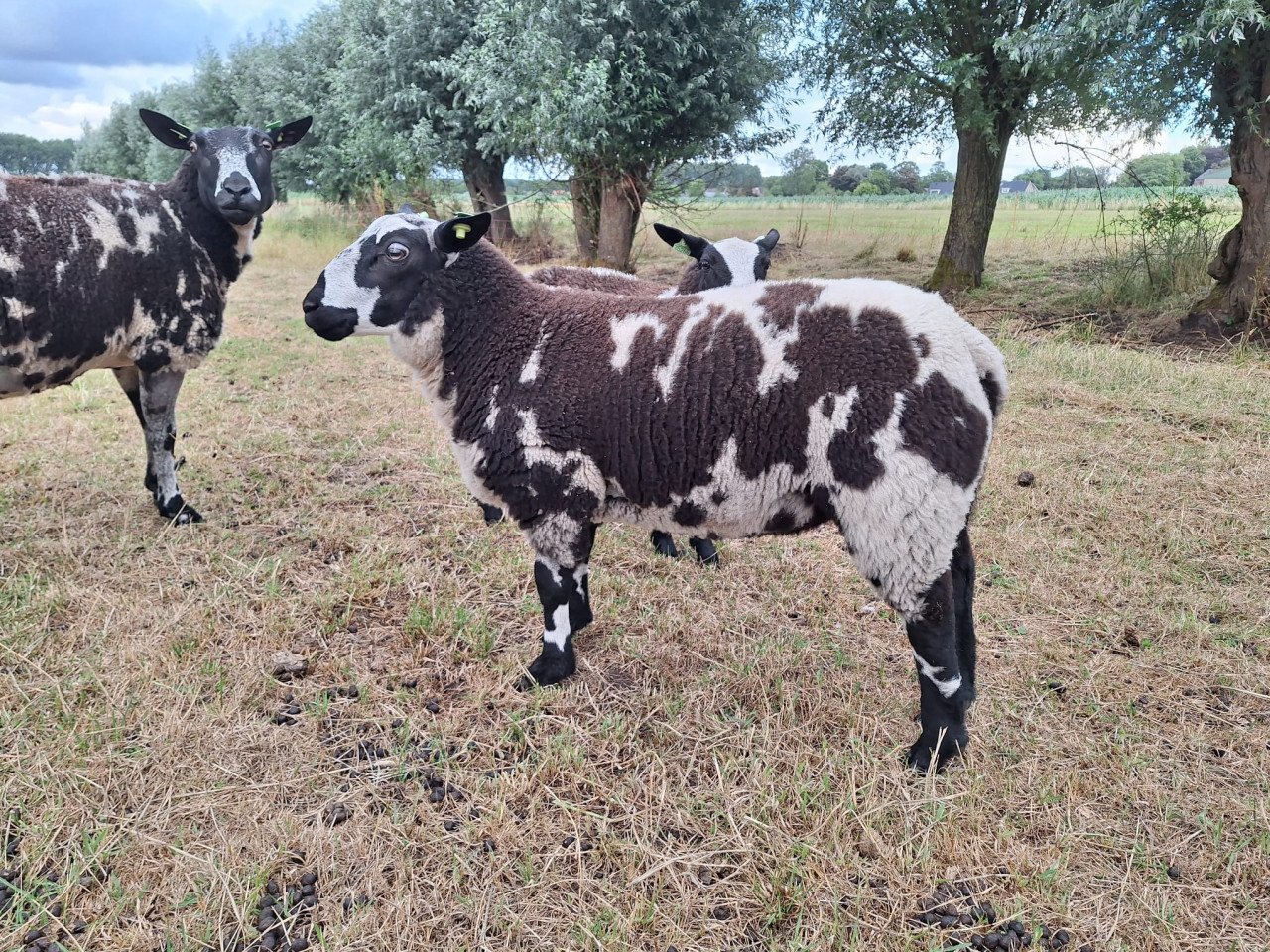 Bonte schapen en lammeren te koop