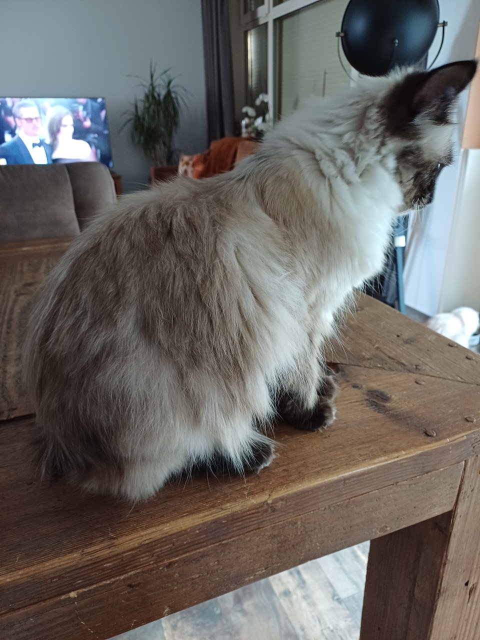 Ragdoll poes.met blauwe ogen net 1 jaar