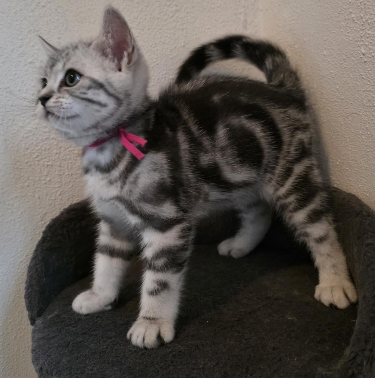 Raszuivere Brits korthaar kittens (Whiskas)