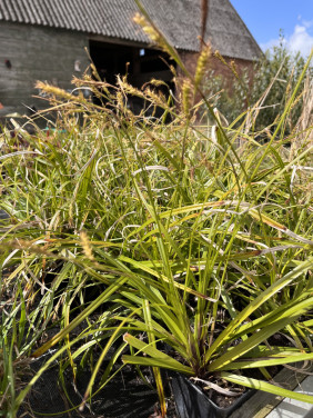 Carex Irish Green p9 wel al grotere hoogte