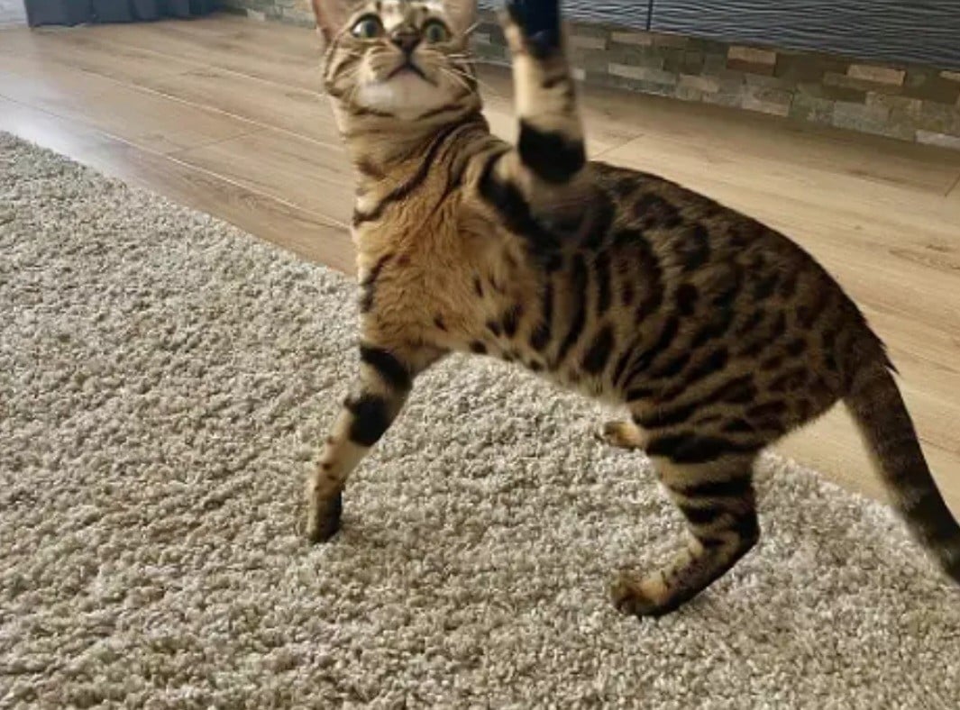 Bengaalse kittens te koop met stamboom