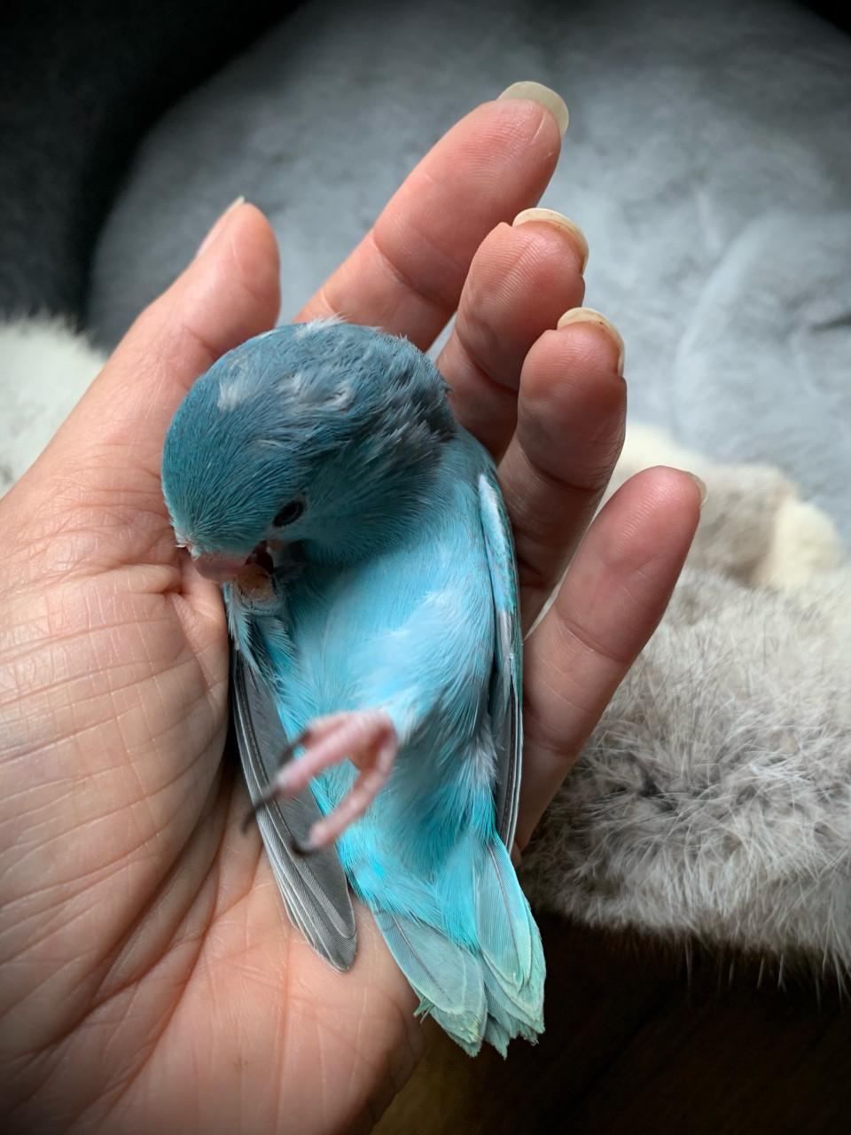 Forpusjes Blauw uit het nest