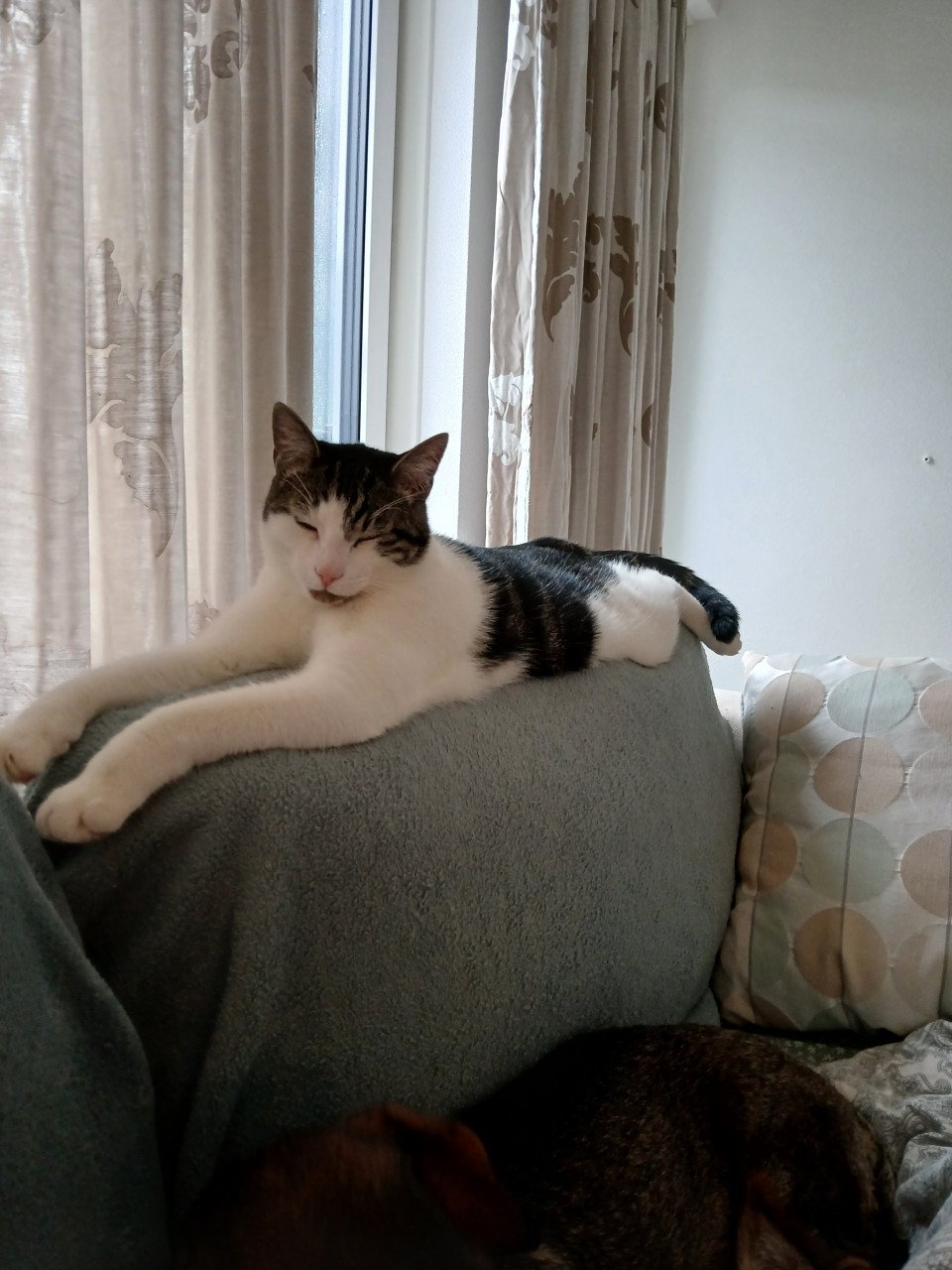 2 katten gecastreerd , gechipped , gevaccineerd , ontwormd