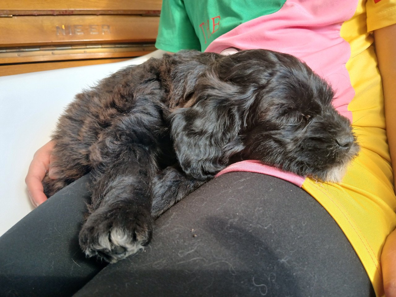 Schattige labradoodle pups op zoek naar een huis
