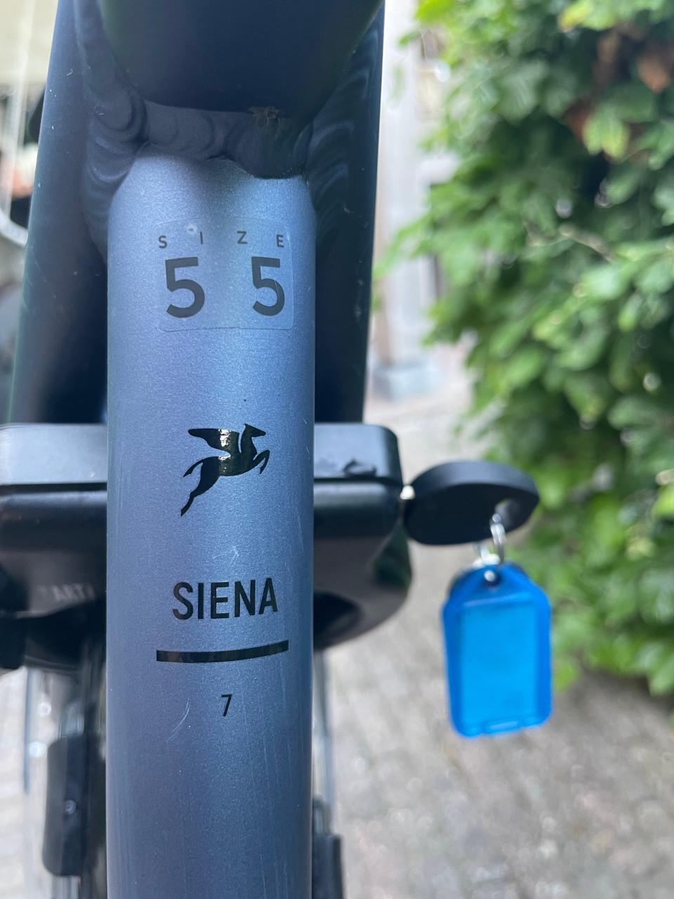Pegasus siena