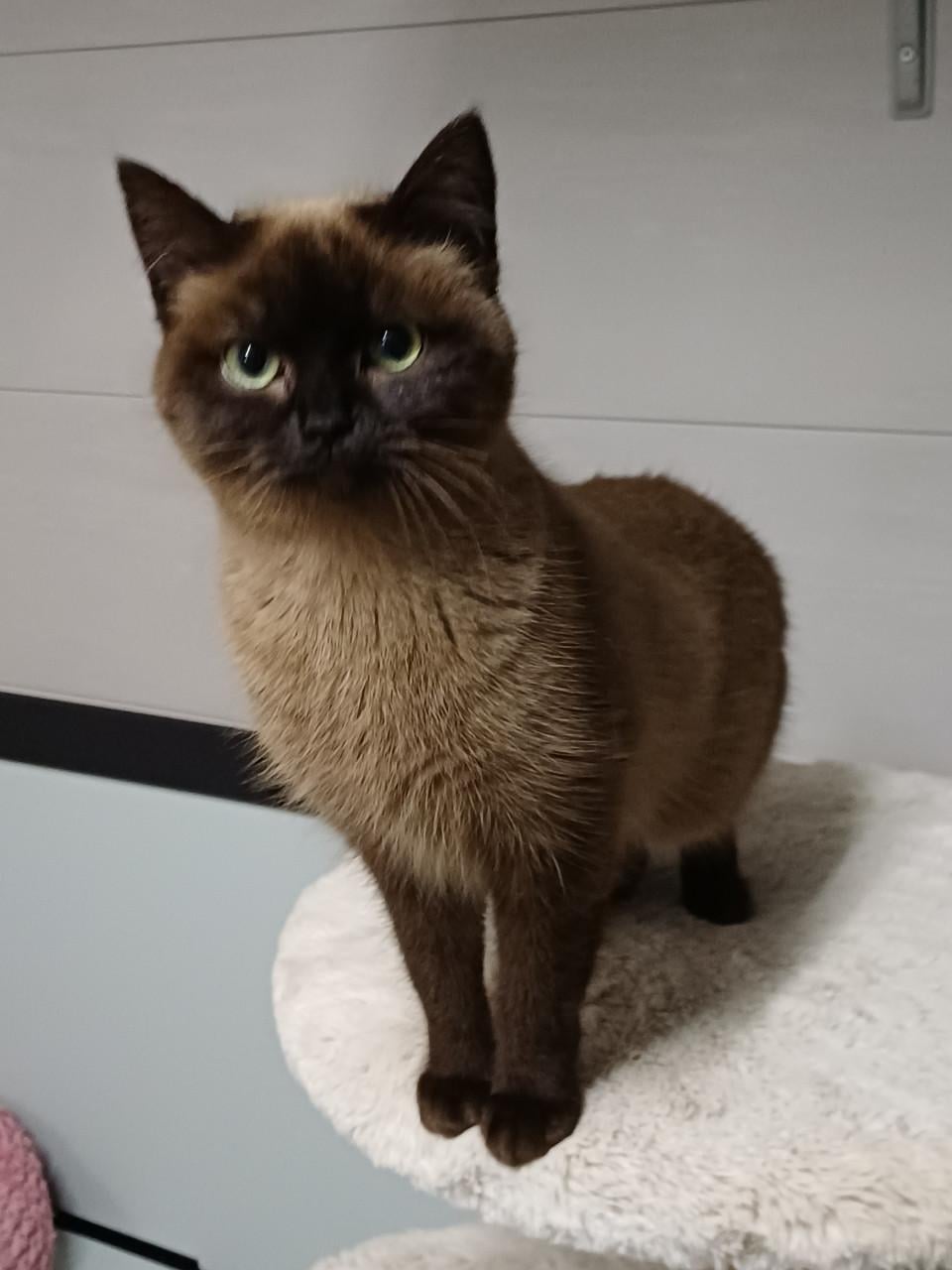 Super lieve aanhankelijke Brits Korthaar poes zoekt een nieuw huisje.