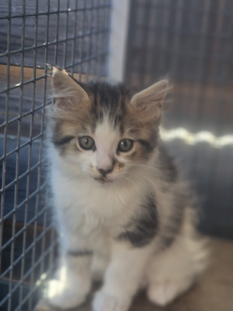 Te koop mooie Maine Coon katertjes