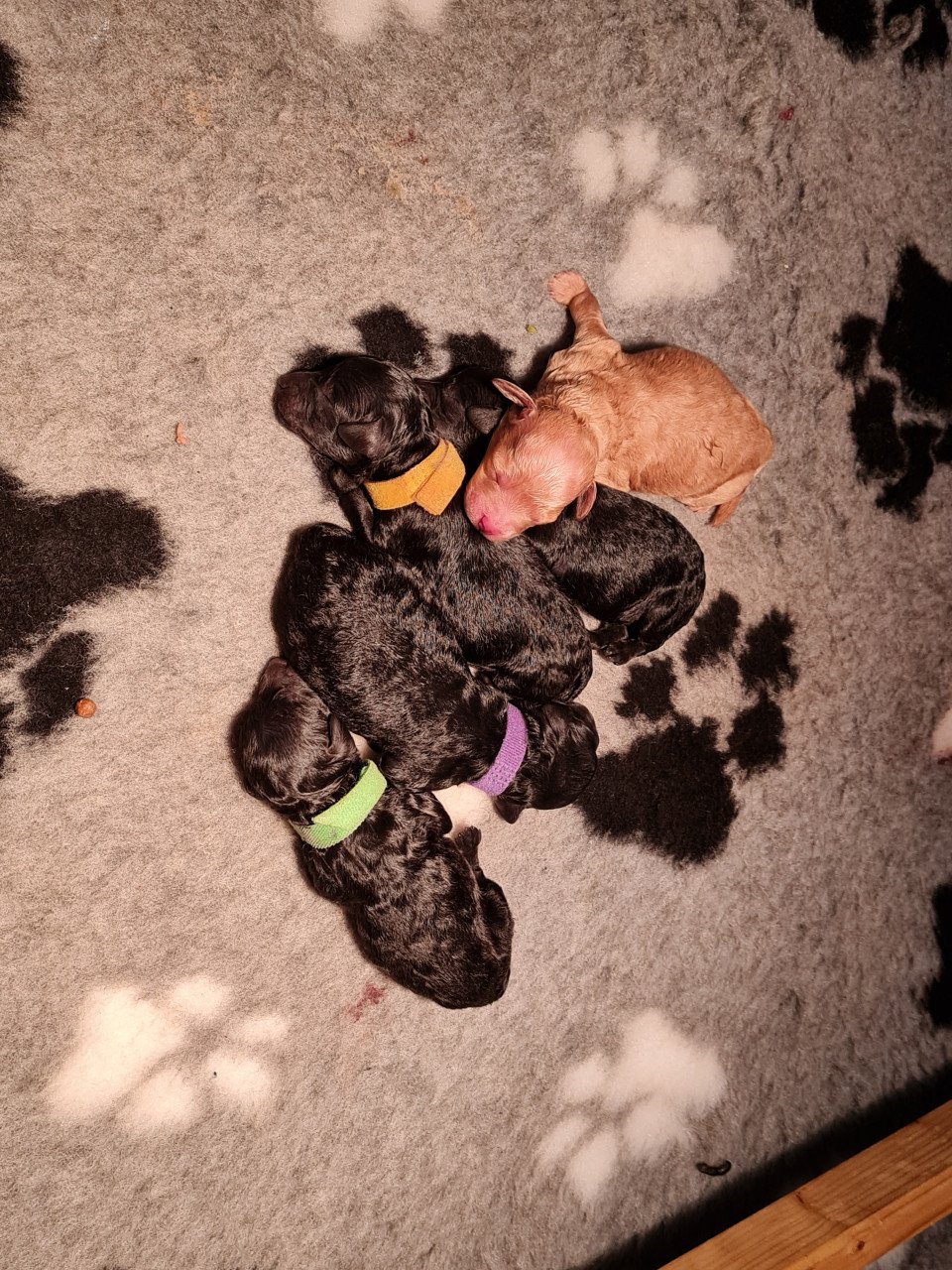 Toypoedel pups