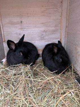 2 vrouwtjes konijnen