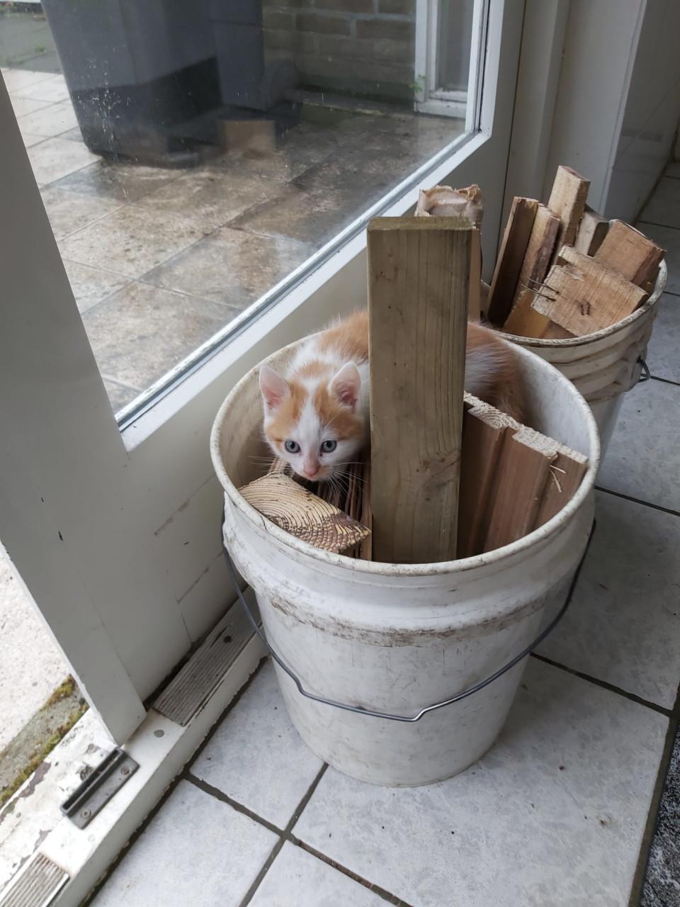 Kitten