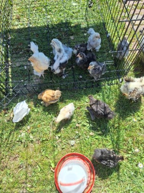 Te Koop: Cochin kuikens en 1 Brahma