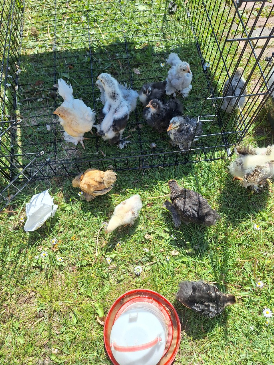 Te Koop: Cochin kuikens en 1 Brahma
