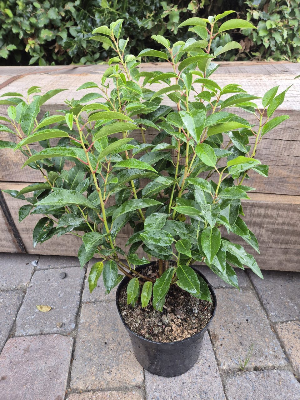 Portugese laurier potgekweekte haagplanten ca. 50 cm