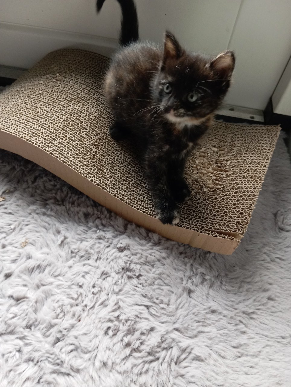 Kitten vrouwtje