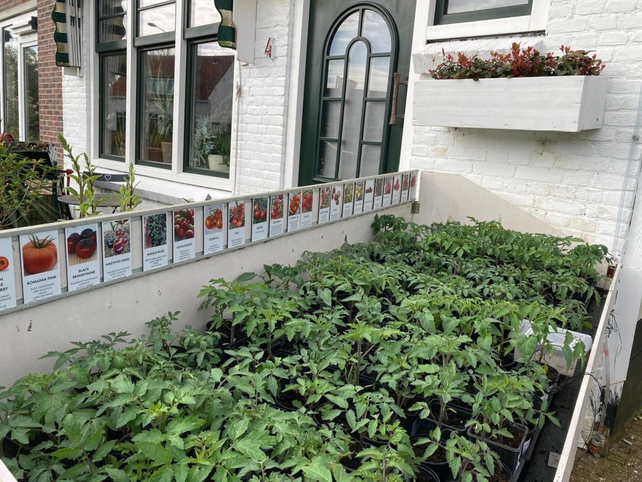 5 Tomatenplantjes voor €5! (laatste soorten)