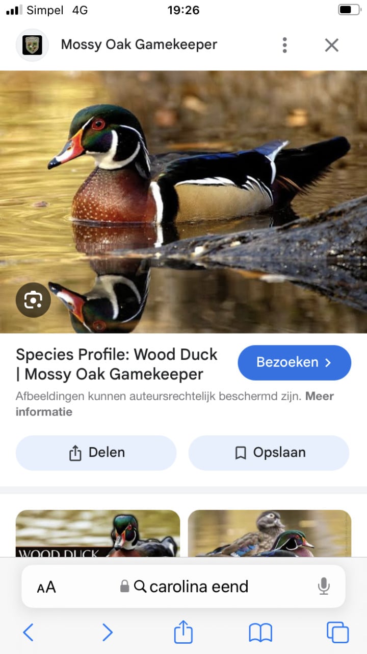 Koppel Carolina siereenden, natuurbroed!
