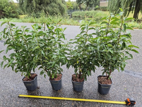 Portugese laurier potgekweekte haagplanten ca. 60 cm