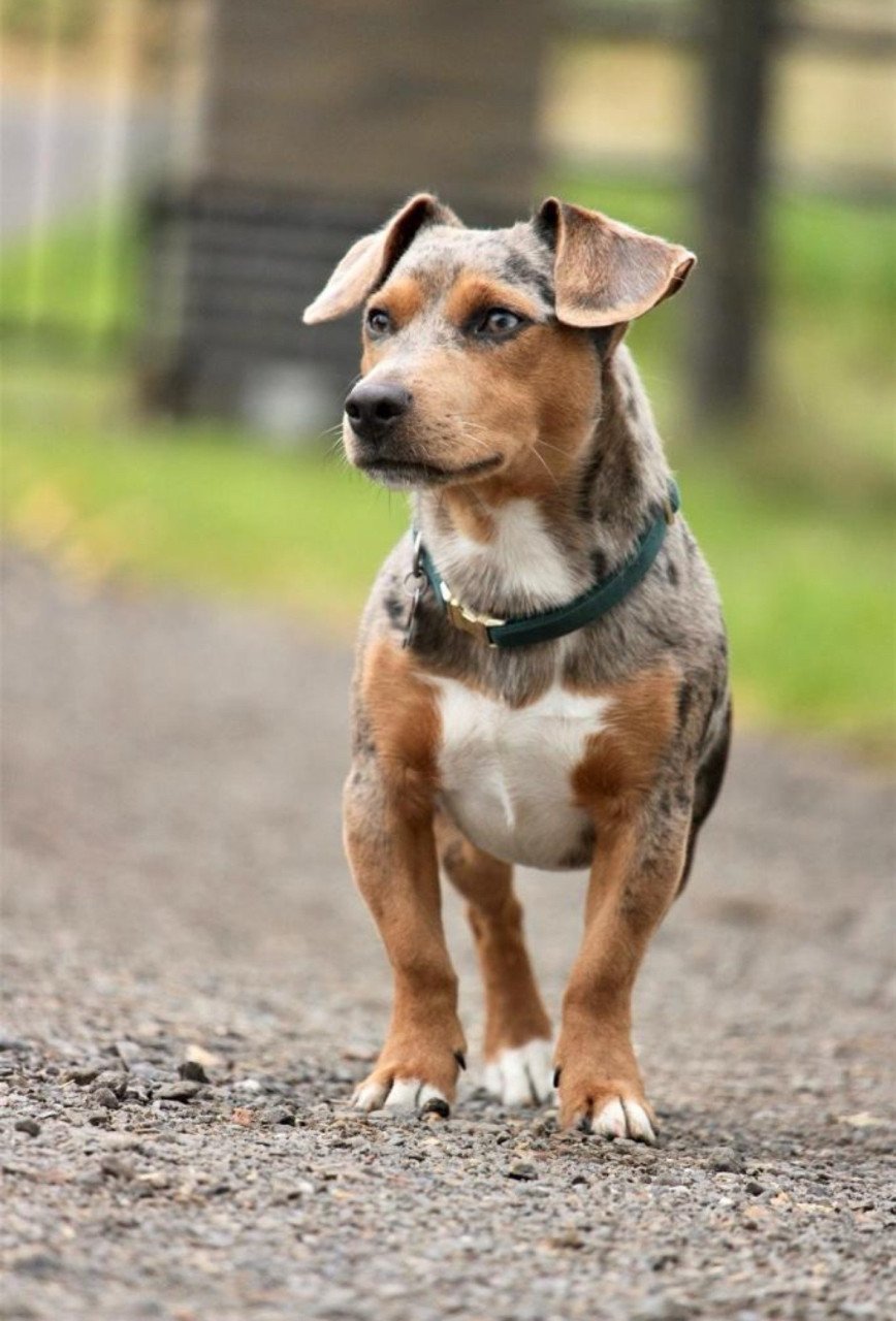 Jack Russel reutje te koop met unieke merle kleur