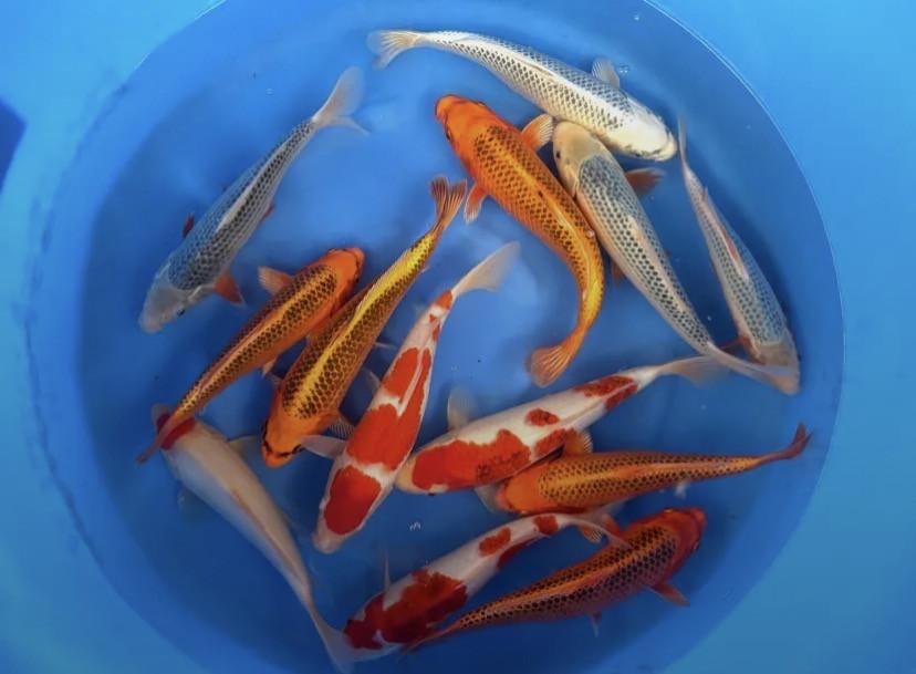 HQ Japanse Tosai 16-20cm en meer diverse koi!