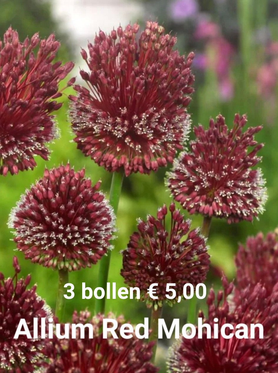 Allium bollen