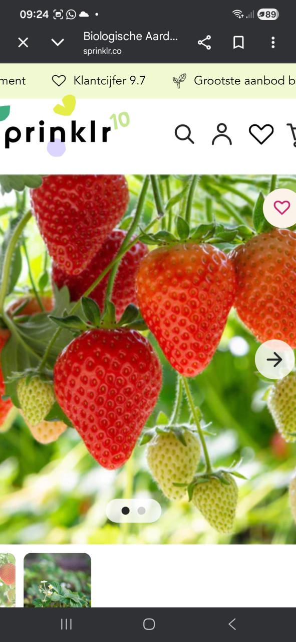 Aardbeienplantjes Biologische sterke en gezonde zoete aardbei