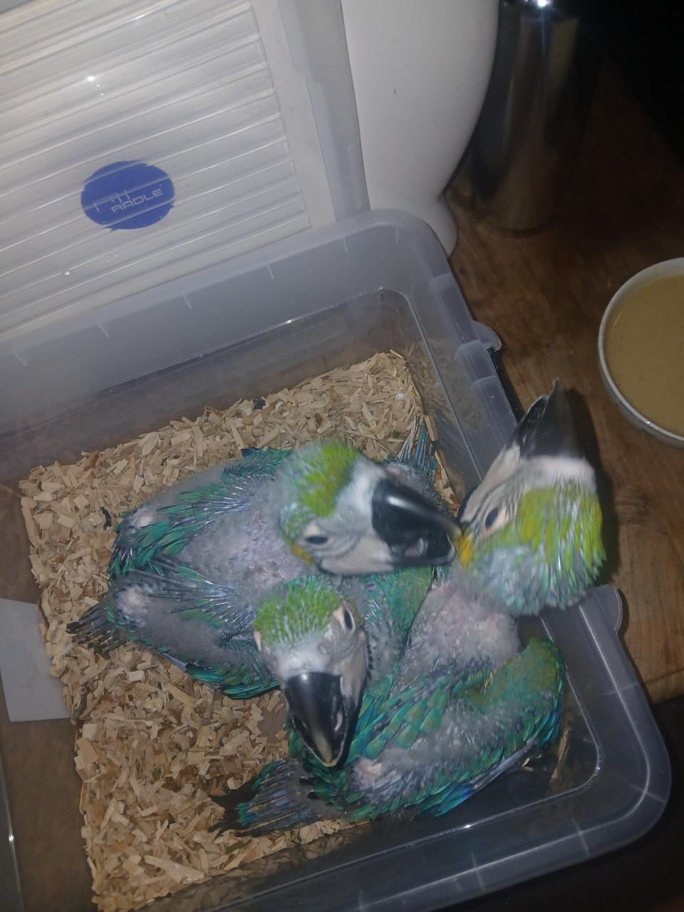 Blauw gele aras kuikens 2026
