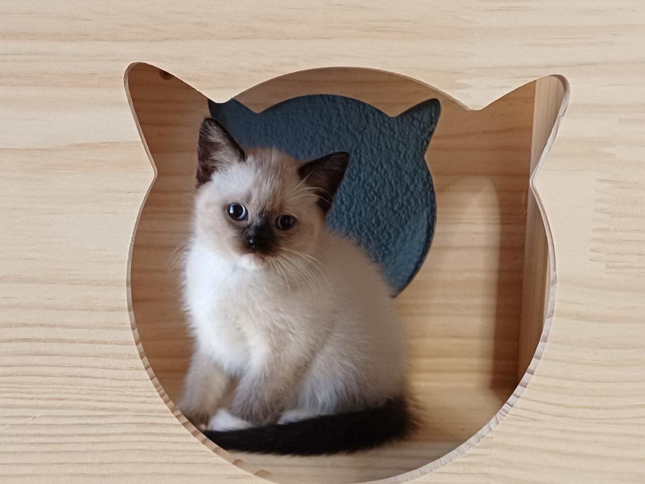 Prachtige Britse Korthaar x Ragdoll kittens beschikbaar.