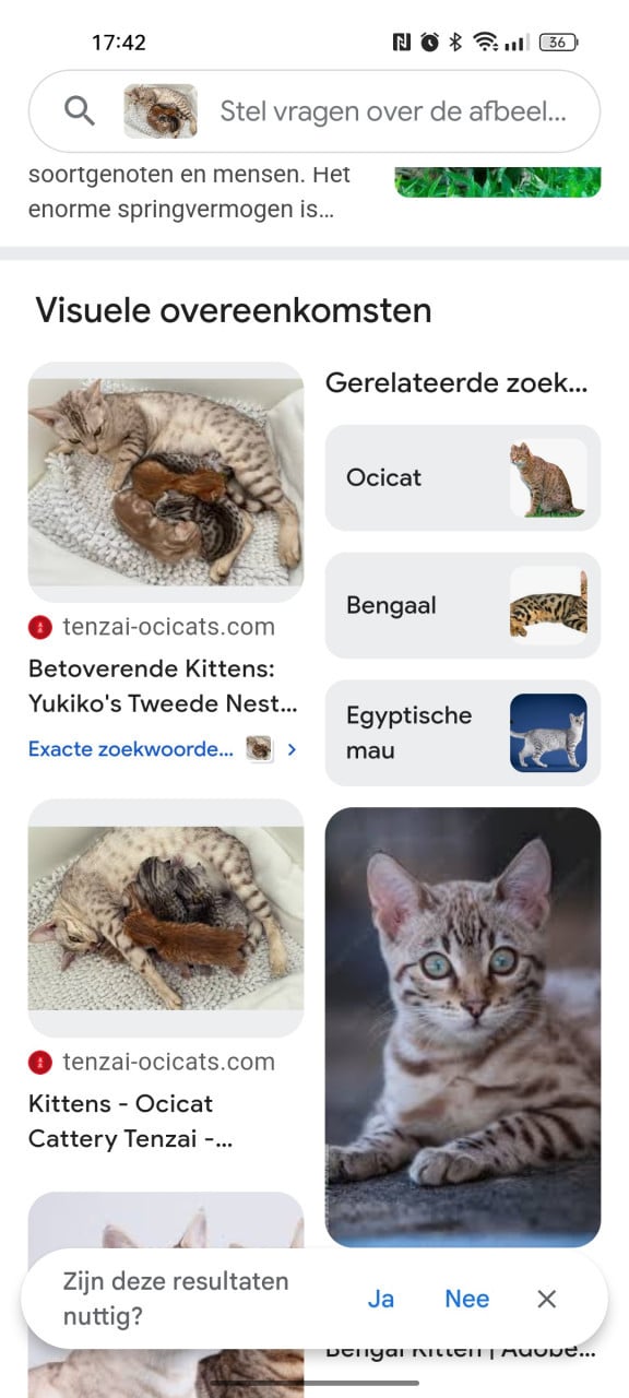 Hier geen kittens aanbetalen 😉👈 heeft verschillende nestjes 🫣