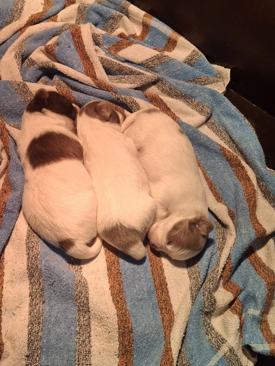 Te koop chihuahua pups