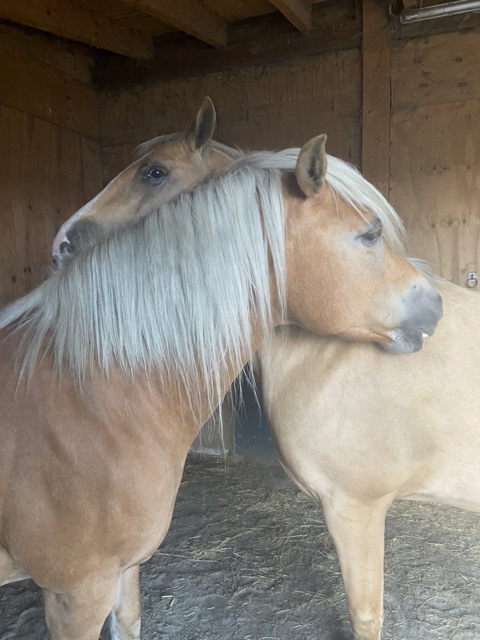 5-jarige Palomino PRE merrie
