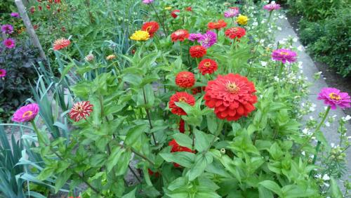 Zinnias