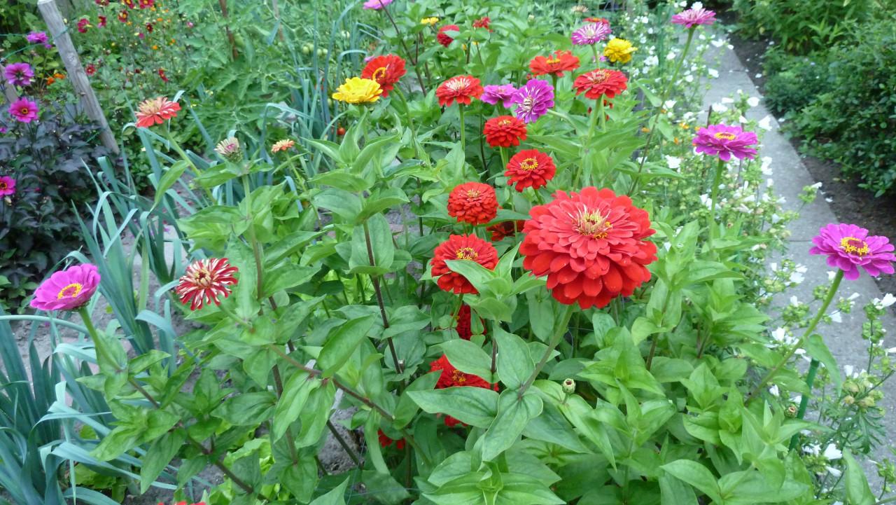 Zinnias