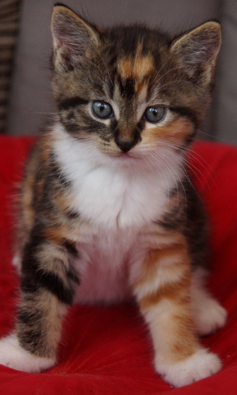 2 ondeugende kittens zoeken nieuw baasje