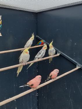 2 roze bourks mannen 2025