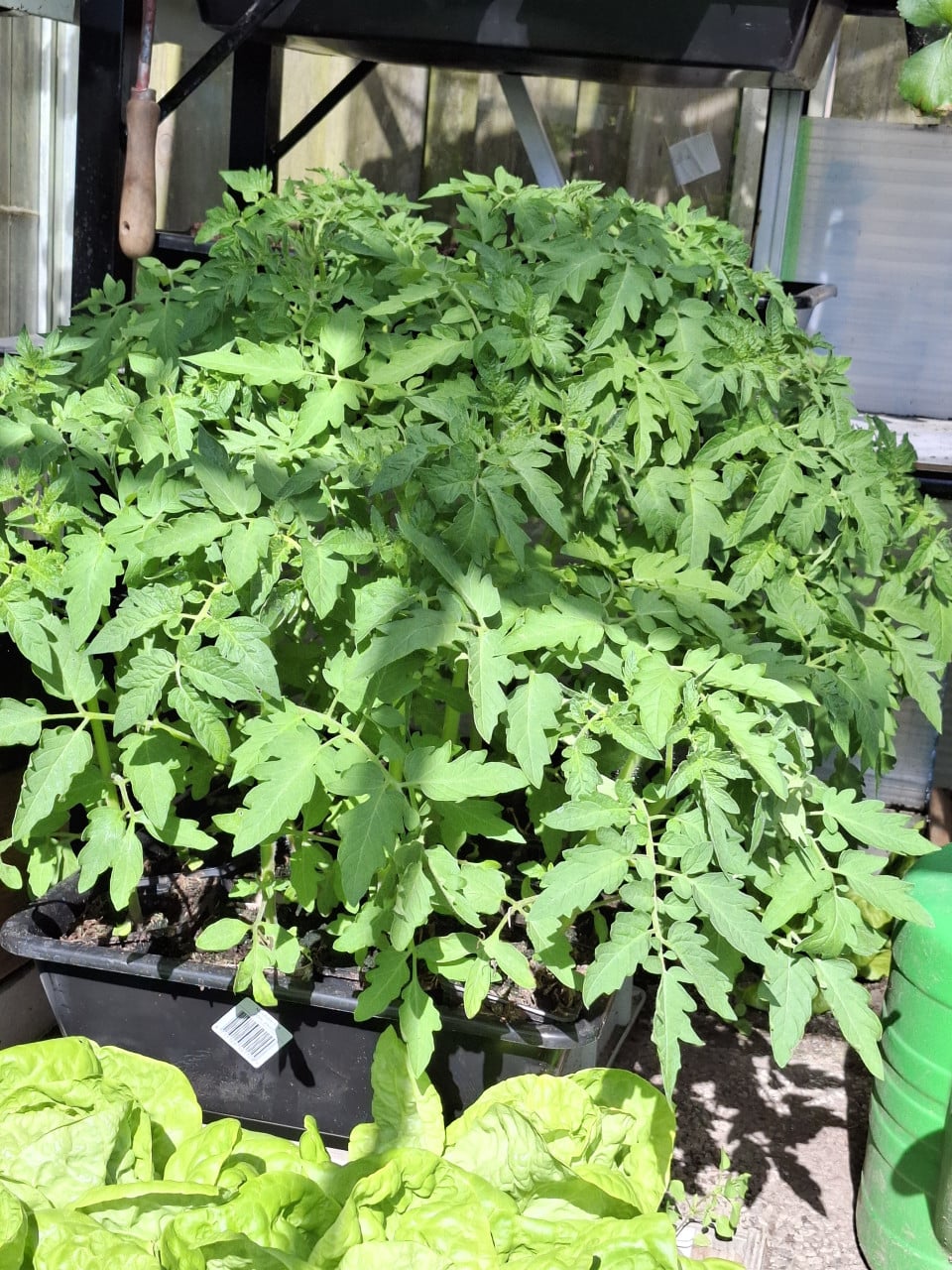 Tomatenplantjes en komkommerplantjes